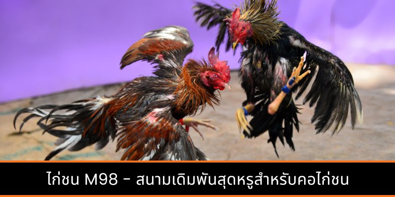 ไก่ชน M98 - สนามเดิมพันสุดหรูสำหรับคอไก่ชน