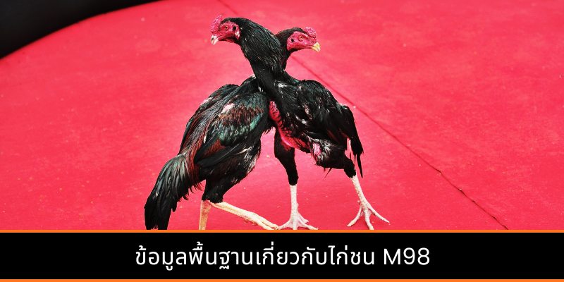 ข้อมูลพื้นฐานเกี่ยวกับไก่ชน M98