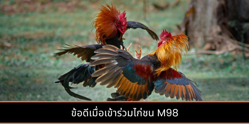 ข้อดีเมื่อเข้าร่วมไก่ชน M98