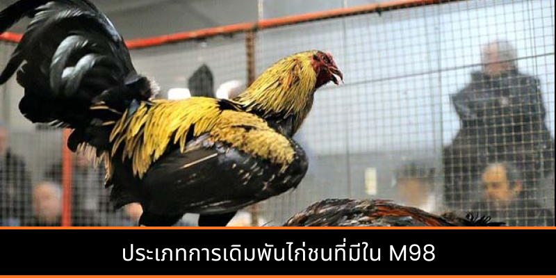ประเภทการเดิมพันไก่ชนที่มีใน M98